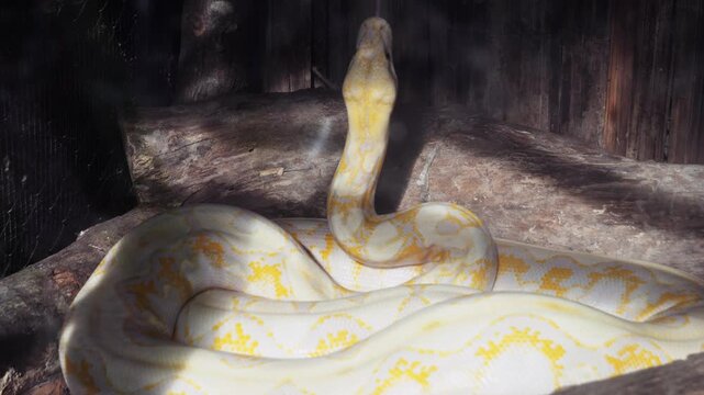 Albino python with yellow and white pattern raising its head while coiled on a log in an enclosure