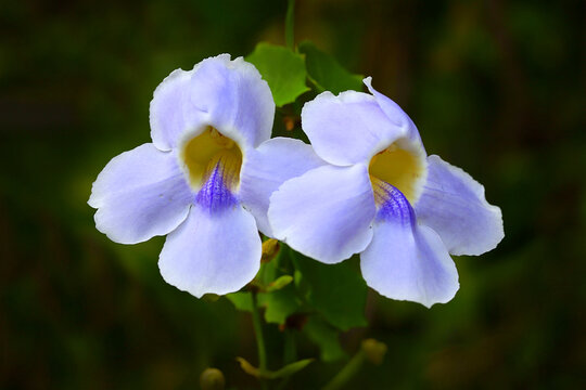 Blue Trumpet Vine flower plant  (Thunbergia grandiflora or Thunbergia laurifolia), a fast-growing, evergreen tropical climbing plant from the family Acanthaceae