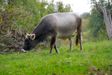 Gray cow of breed Rätisches Grauvieh grazing on meadow on an autumn noon at Swiss city of Zürich. Photo taken October 20th, 2026, Zurich Schwamendingen, Switzerland. © Michael Derrer Fuchs