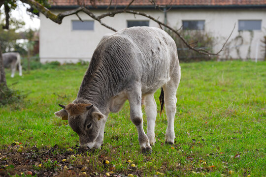 Gray cow of breed R&auml;tisches Grauvieh grazing on meadow on an autumn noon at Swiss city of Z&uuml;rich. Photo taken October 20th, 2026, Zurich Schwamendingen, Switzerland.