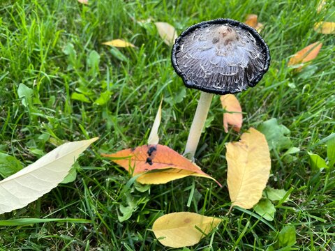 Single coprinus comatus, or ink cap mushroom, with tall white stipe in lawn during fall. Fallen leaves are scattered on ground around fungus