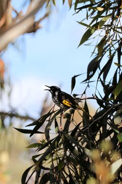New Holland Honeyeater (Phylidonyris novaehollandiae) calling in wattle tree, South Australia