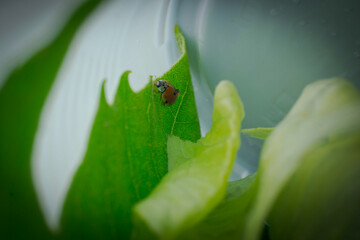 Ladybug with a raised antenna on a green leaf © Zenone Studio