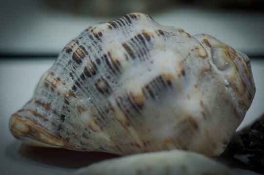Brown patterned spiral seashell in close up