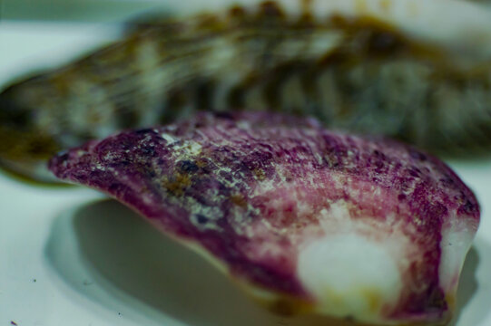 Purple seashell with textured surface and blurred shells behind
