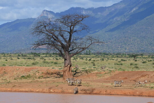 Zebras an einem Wasserloch im Nationalpark Tsavo East in Kenia