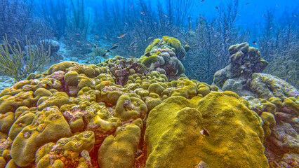 Caribbean coral garden, underwater Bonaire © John Anderson