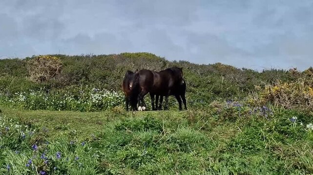 Pair of domestic horses standing head to tail on grassy pasture for mutual fly protection. Equine partnership, mutual trust, and herd instinct.