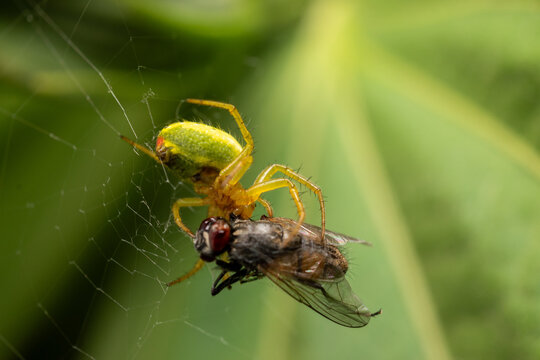 Green Spider Captures Fly in Web