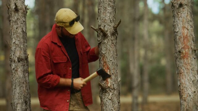 Man chops a pine tree trunk with an axe, striking the wood repeatedly in a forest during bushcraft work.