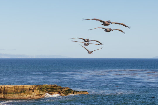 Brown pelicans flying in formation over Pacific Ocean along California coast