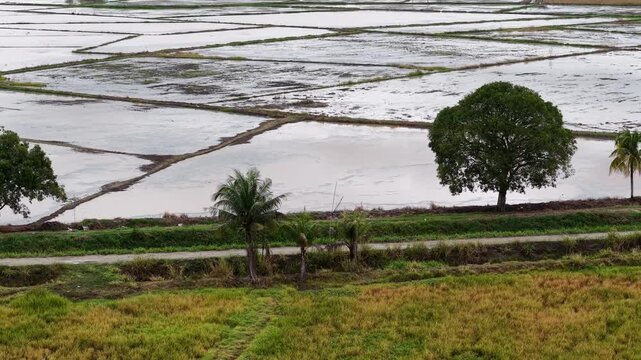 Wet rice paddies stretch wide and calm. Trees dot the landscape, casting gentle shadows