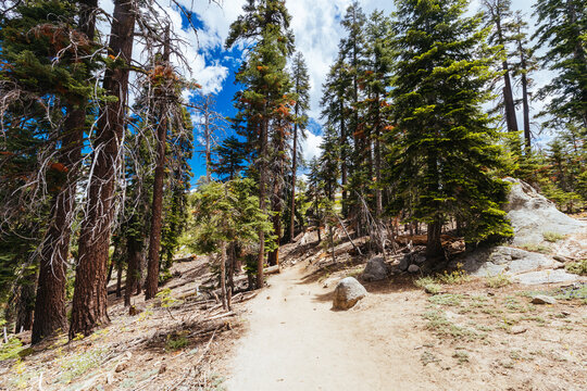 Hiking trail through pine trees along Sentinel Dome Trail in Yosemite National Park