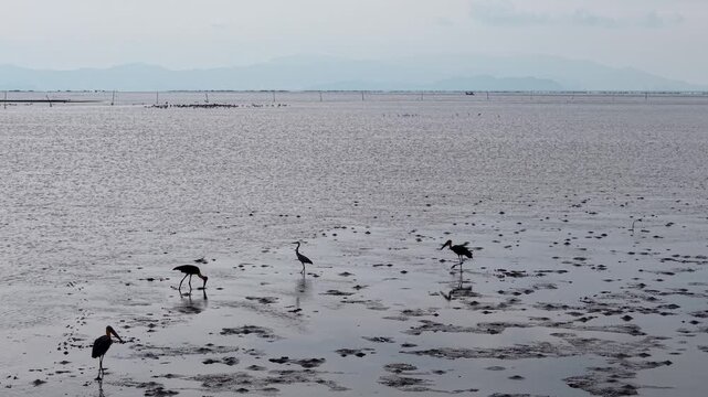 Silhouettes fly above muddy wetlands. Asian openbill birds stand still, searching for food
