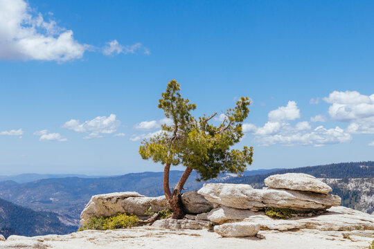 Solitary Jeffrey pine tree growing on granite rock summit of Sentinel Dome in Yosemite