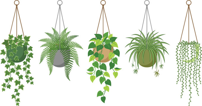 Potted hanging indoor plants set with green ivy pothos fern spider plant and string of pearls for interior home decor graphic design