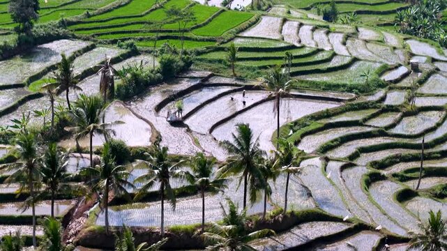 Wet terraces curve through lush green fields. Palm trees dot the landscape in perfect rows at Lumajang