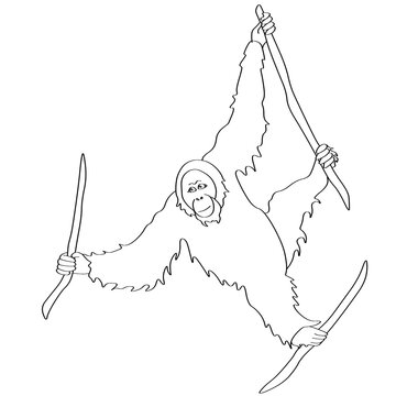 Orangutan Primate Line Art Outline Drawing Animal Illustration
