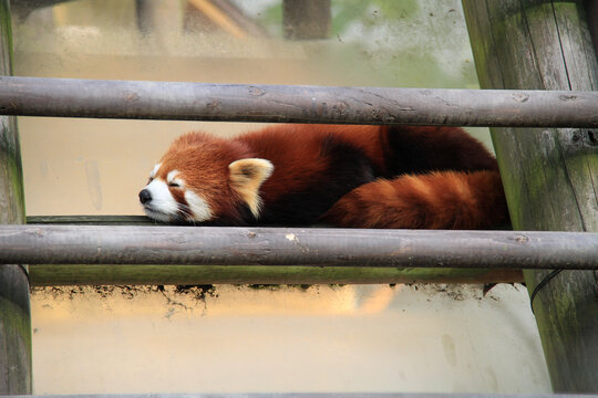 レッサーパンダ   red panda eating bamboo