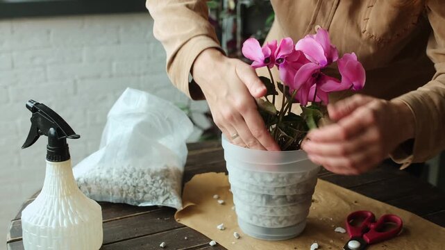 Home gardening. Woman replanting blooming pink cyclamen into pot filled with foam glass. 