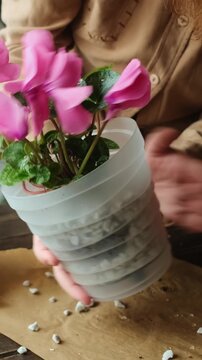 Vertical video. Replanting pink cyclamen into pot filled with foam glass. Home gardening