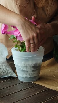 Vertical video. Transplanting a blooming pink cyclamen into a pot filled with foam glass 
