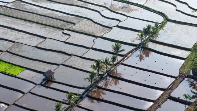 Aerial view shows flooded rice paddies. Green patches hint at early growth stages at Candipuro, Lumajang