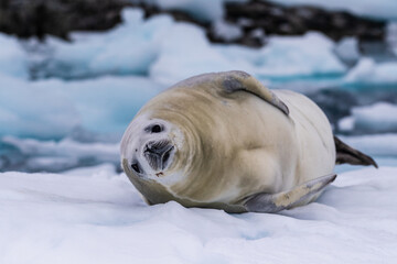 Close-up of a crabeater seal -Lobodon carcinophaga- resting on a small iceberg near the fish islands on the Antarctic peninsula © Goldilock Project