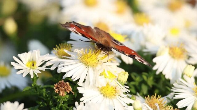 European peacock butterfly probing a white aster blossom while feeding in the autumn garden, slow motion