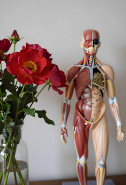 human anatomy and medical science, anatomical model of human body with red flowers in glass vase for healthcare education and biology study concept
