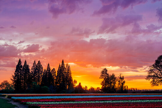 Sunset over colorful tulip field with rows of flowers