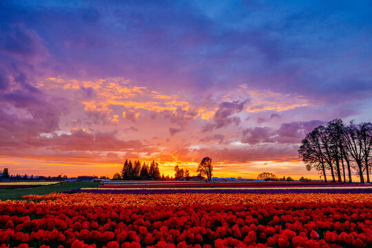 Tulip field at sunset with vibrant colorful sky