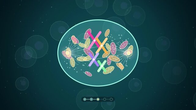 Cell division mitosis animation, chromosomes duplicate, line up, split and the cell pinches into two daughter cells