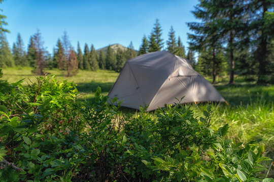 A tent surrounded by lush meadow plants and trees offers a natural setting for quiet camping and a slower holiday rhythm.
