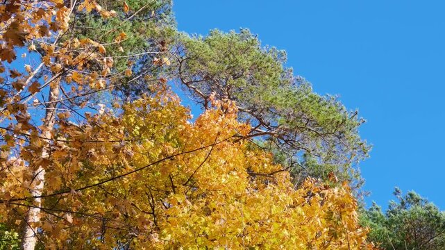 Green pine branches beside golden maple foliage swaying gently under a bright blue sky.
