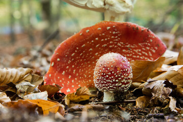 Czerwone muchomory w starym jesiennym lesie © kubikactive