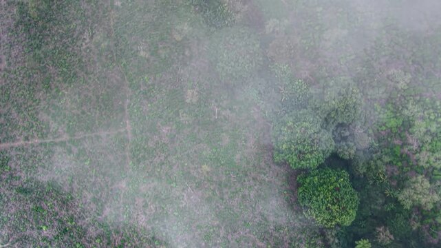Close up texture of cold moisture droplets clinging to fresh green tea shoots beneath a foggy sky cover.