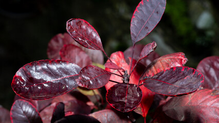 Autumn light on Cotinus leaves © maxblackphotos