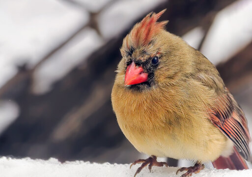Female Cardinal Closeup
