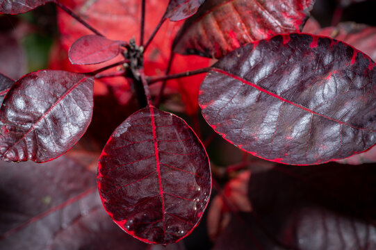 Autumn sun on Cotinus leaves.