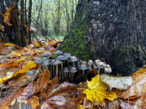 Cluster of small wild mushrooms growing beside a mossy tree trunk among wet fallen autumn leaves in a woodland forest