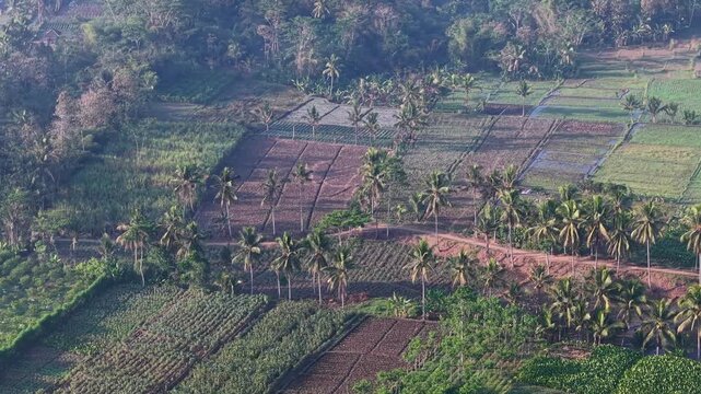 Aerial view of cultivated fields and palm trees. Lush greenery frames the farming land at Ngajum, Malang