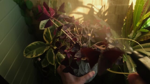 Woman spraying oxalis triangularis or false shamrock houseplant. Home gardening, plants care