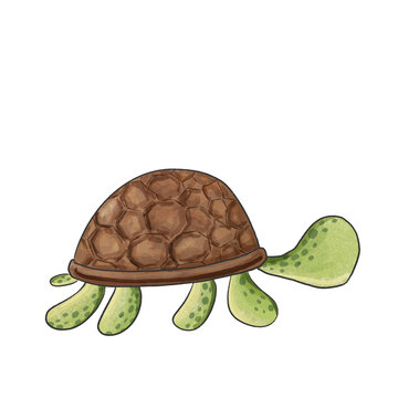 turtle isolated on white background