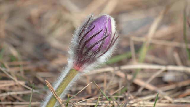 purple crocus flower in spring