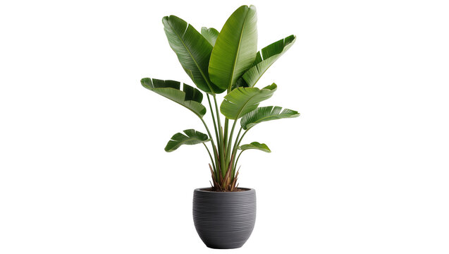 Large green Bird of Paradise plant in a textured grey pot, isolated on transparent background