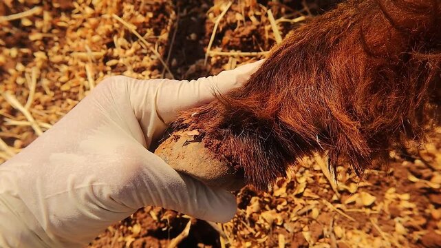 Severe sheep hoof edge lesions caused by grain overload, with tissue damage associated and inflammation with histamine release. Veterinary pathology, livestock disease, animal welfare and hoof health