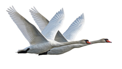 Two white swans flying in formation, isolated on transparent background © Corotaev