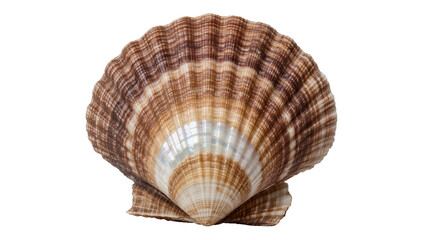 Brown and white striped scallop shell, isolated on transparent background © Corotaev