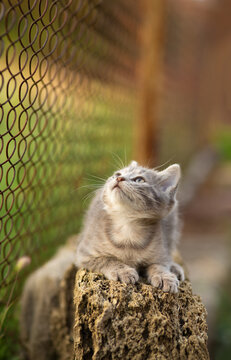 A curious gray kitten lies on a shell-stone surface outdoors and looking up; a summer portrait of a small cat on mesh background, rural scene